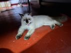 Himalayan Cat and Pure Black Persian