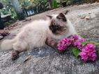 Himalayan cat