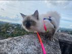 Himalayan Cat Female