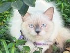 Himalayan cat female not spayed