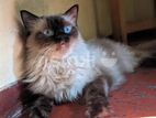 Himalayan Cat for Crossing