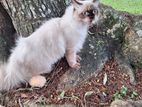 Himalayan Cat for Crossing