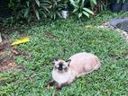 Himalayan Cat for Crossing - Male