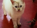 Himalayan Cat