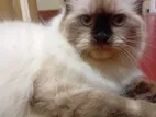 Himalayan Cat