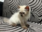 Himalayan Cat