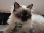 Himalayan Cat