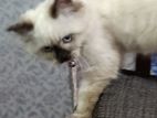 Himalayan Cat