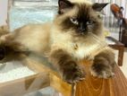 Himalayan Cat