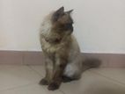 Himalayan Cat