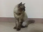 Himalayan Cat