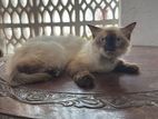 Himalayan Cat for Kind Home