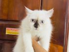 Himalayan Cat