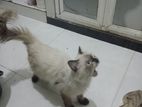 Himalayan cat