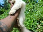 Himalayan Cat