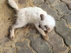 Himalayan cat