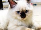 Himalayan cat