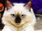 Himalayan cat