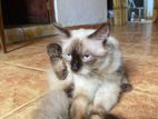 Himalayan Cat