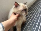 Himalayan Cat