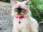Himalayan Cat
