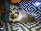 Himalayan Cat