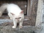 Himalayan Cat