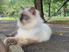 Himalayan Cat