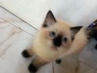 Himalayan Cat