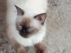 Himalayan Cat