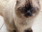 Himalayan Cat