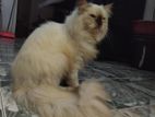 Himalayan Cat