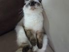 Himalayan Cat