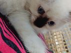 Himalayan Cat