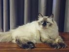 Himalayan cat