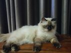 Himalayan Cat