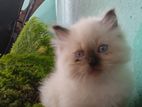 Himalayan Cat