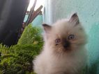 Himalayan Cat