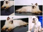 Himalayan Cat