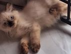 Himalayan Cat