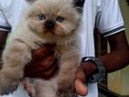Himalayan Cat