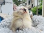 Himalayan Cat
