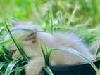 Himalayan Cat