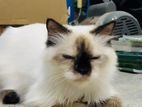 Himalayan Cat