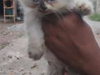 Himalayan Cat