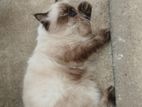 Himalayan Cat