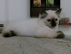 Himalayan Cat