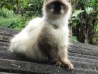 Himalayan Cat