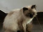 Himalayan Cat