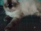 Himalayan Cat